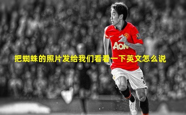 把蜘蛛的照片发给我们看看一下英文怎么说
